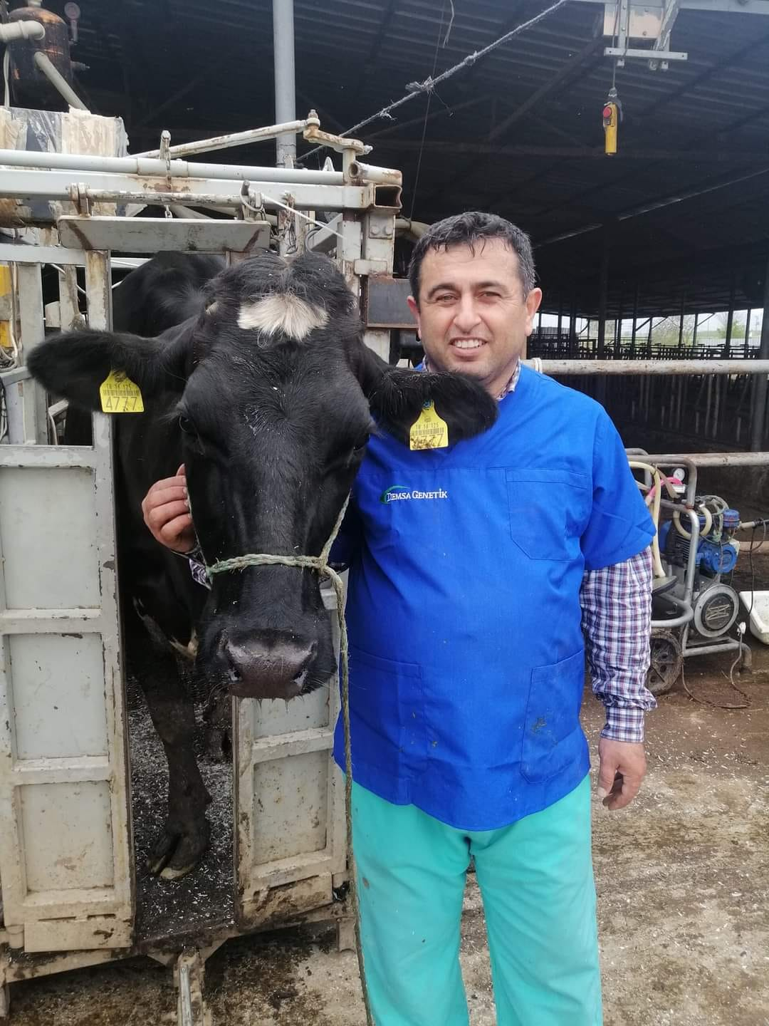 Holstein İnek Sütü Üzerine Yanlış İddialar ve Gerçekler